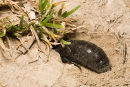 Meloe Proscarabaeus